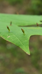 Vasates aceriscrumena