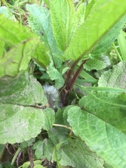 Scrophularia auriculata