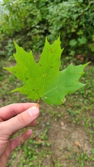 Vasates aceriscrumena