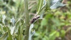 Lepyronia quadrangularis