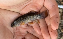 Umbra limi