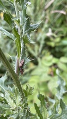 Lepyronia quadrangularis