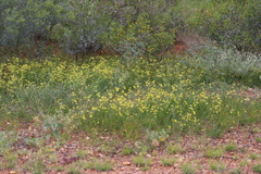Goodenia lunata