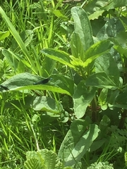 Scrophularia auriculata