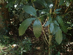 Melicope semecarpifolia