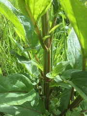 Scrophularia auriculata