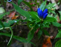 Gentiana clausa