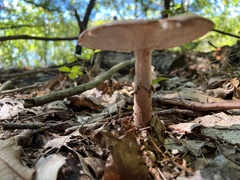 Amidella