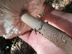 Amidella