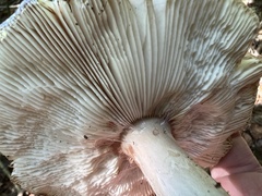 Amidella