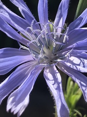 Cichorium intybus