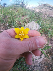 Calochortus barbatus