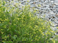 Rhamphospermum arvense