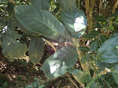 Melicope semecarpifolia