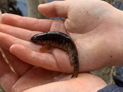 Umbra limi