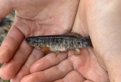 Umbra limi