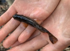 Umbra limi