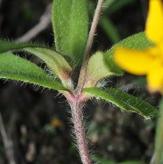 Melampodium longipilum