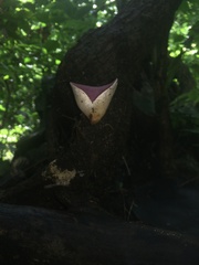 Phillipsia domingensis