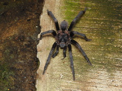 Clavopelma