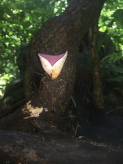 Phillipsia domingensis