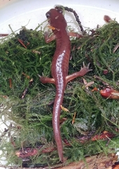 Ensatina eschscholtzii