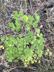 Thalictrum fendleri