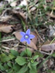 Wahlenbergia gracilis