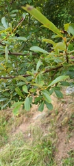 Salix scouleriana