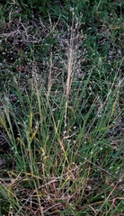 Digitaria pubiflora