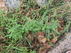 Phyllanthus urinaria