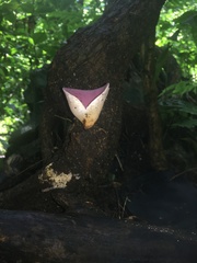 Phillipsia domingensis