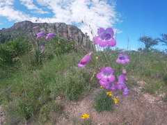 Penstemon campanulatus