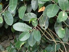 Ficus tinctoria