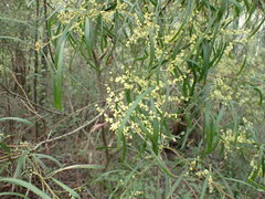 Acacia
