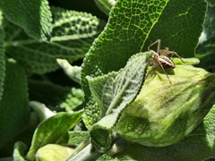 Oxyopes gracilipes