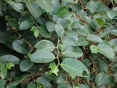 Ficus tinctoria