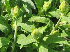 Oxyopes gracilipes