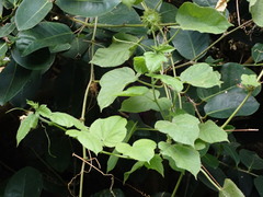 Passiflora vesicaria