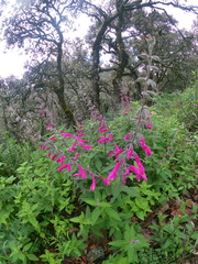 Salvia curviflora