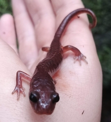 Ensatina eschscholtzii