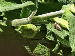 Oxyopes gracilipes