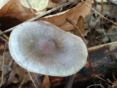 Mycena pura