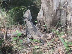 Pogona barbata