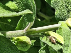 Oxyopes gracilipes