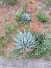 Agave parryi