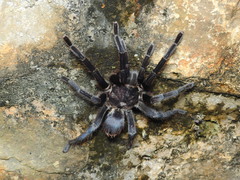Clavopelma