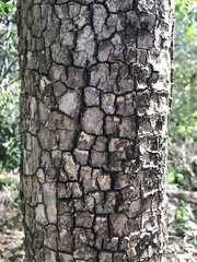 Corymbia tessellaris