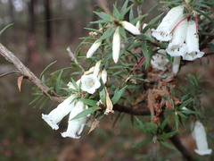 Epacris impressa