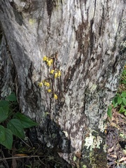 Erythrorchis cassythoides